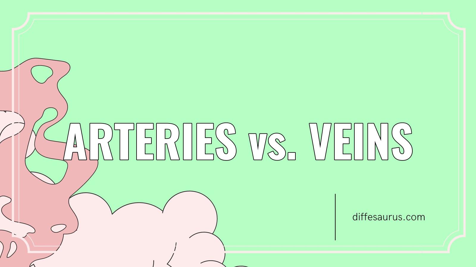 You are currently viewing What is the Difference Between Arteries and Veins?