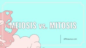Read more about the article Meiosis vs. Mitosis: Key Differences