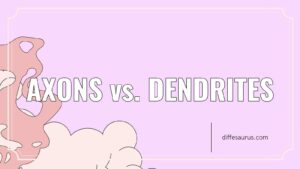Read more about the article Axons vs. Dendrites: Key Differences