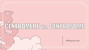 Read more about the article How are Centromere and Centrosome Different?