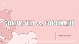 Read more about the article Main Difference Between Chromatin and Chromatid