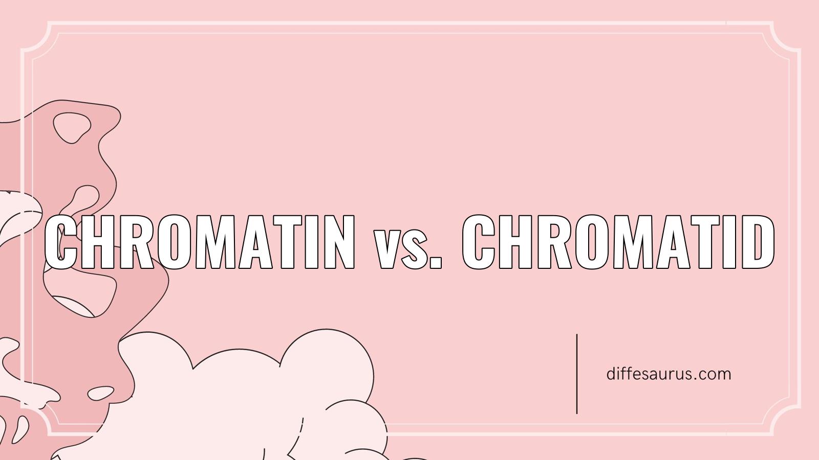 You are currently viewing Main Difference Between Chromatin and Chromatid
