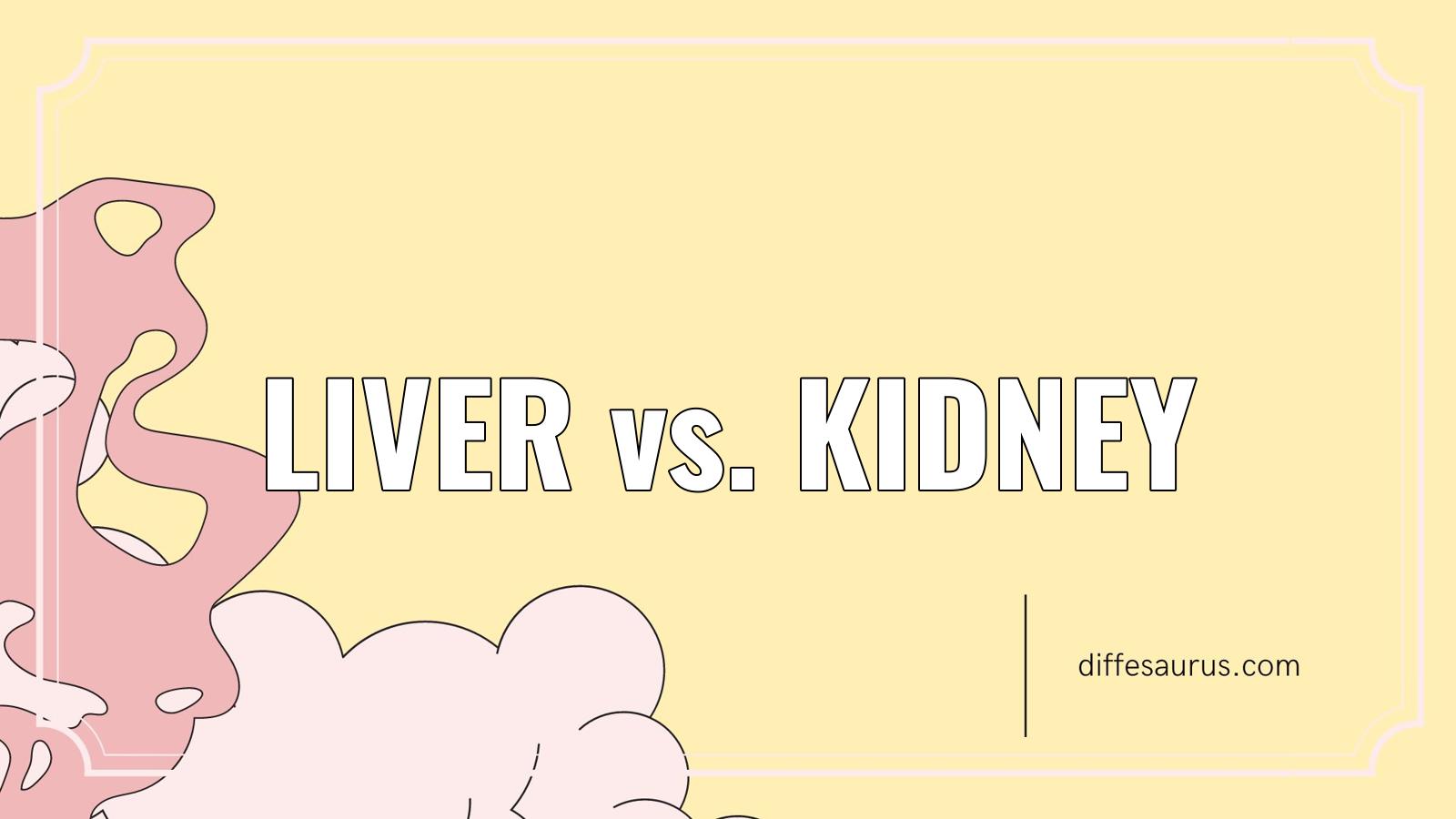 You are currently viewing What is the Difference Between Liver and Kidney?
