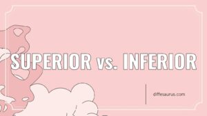 Read more about the article Superior vs. Inferior: Simple Breakdown of the Differences